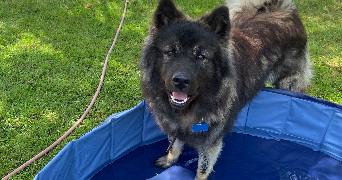 Valérie pet sitter à Grossœuvre 27220_4