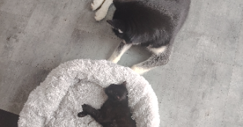 leha pet sitter à SIDEVILLE 50690_5