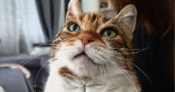 loréane pet sitter à CORMEILLES EN PARISIS 95240_3