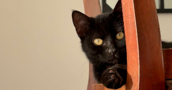 lucie pet sitter à BOUGUENAIS 44340_1
