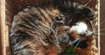 suzanne pet sitter à THIAIS 94320_1