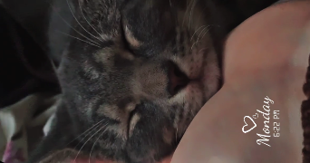 poiret pet sitter à MONTARGIS 45200_0