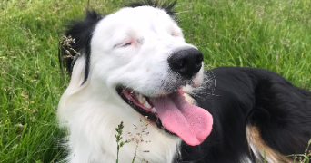 cloé pet sitter à NANTES 44300_3