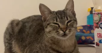 maela pet sitter à LA BAULE ESCOUBLAC 44500