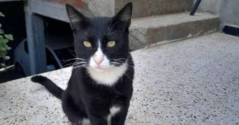 laetitia pet sitter à LE BLANC MESNIL 93150_2