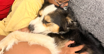 leïah pet sitter à ROUBAIX 59100_2
