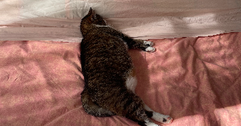 ludivine pet sitter à BAYONNE 64100_2