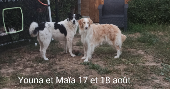 corine pet sitter à MARSEILLE 12 13012_8