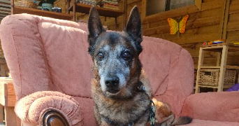 caroline pet sitter à NOISY LE GRAND 93160_7