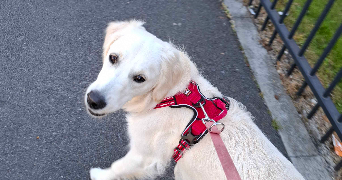 méline pet sitter à WASQUEHAL 59290_2