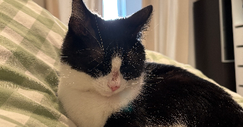 maiwenn pet sitter à DIJON 21000_3