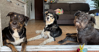 cloé pet sitter à ST RAPHAEL 83700_1