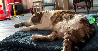jeanne pet sitter à La Tronche 38700_7