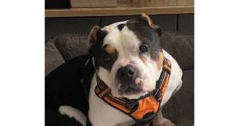 marie pet sitter à PONTAULT COMBAULT 77340_19