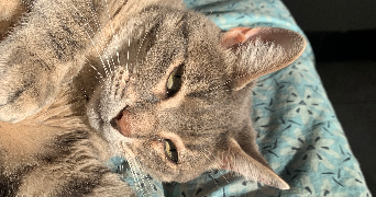 chaïma pet sitter à MARSEILLE 07 13007_3