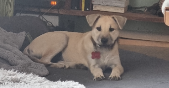 nathalie pet sitter à MESPLEDE 64370_8