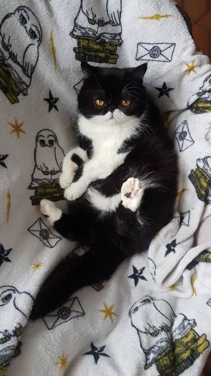 Lauryne pet sitter à Sourdun 77171_0