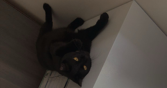 mélinda pet sitter à LUZARCHES 95270_4