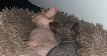 manon pet sitter à SARAN 45770_2