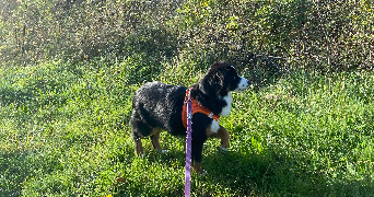thaïs  pet sitter à Clermont-Ferrand 63000_2