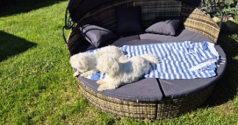 ingrid dog sitter à DIEBLING 57980_6
