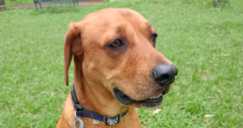 sandra pet sitter à SOLLIES PONT 83210_1