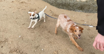 lénaïs pet sitter à Beauvoir sur mer 85230_4