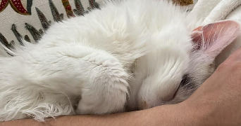 Mathilde pet sitter à LYON 07 69007_7