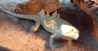 laetitia pet sitter à VILLERS LES NANCY 54600_3