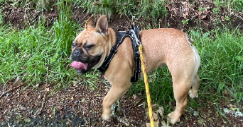 loan pet sitter à BREST 29200_3