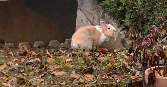 maëlle pet sitter à EPINAY SUR ORGE 91360_3