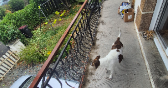 océane pet sitter à MORLAIX 29600_7