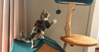 guillaume cat sitter à ALBI 81000_2