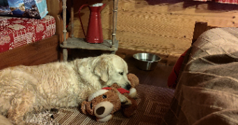guylène pet sitter à AYSE 74130_21