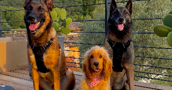 inès pet sitter à PONT ST ESPRIT 30130_2