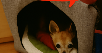 andrea pet sitter à PARIS 11 75011_5