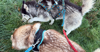eva pet sitter à BORT LES ORGUES 19110_3