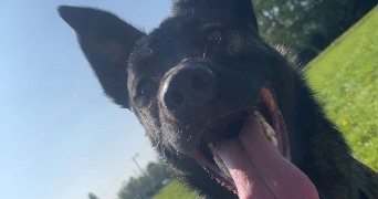 sasha pet sitter à LUMBRES 62380_1