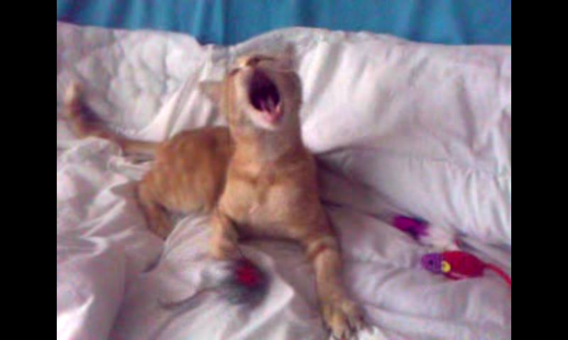 Ornella pet sitter à Charleville-Mézières 08000_2