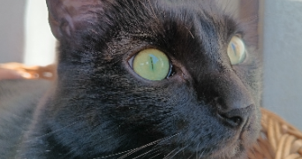laura pet sitter à SURBOURG 67250_0