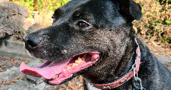 chloë pet sitter à LA SEYNE SUR MER 83500_9