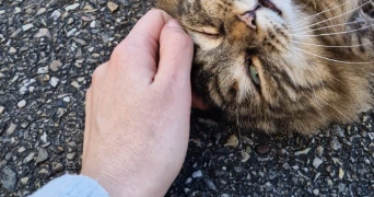 ambre pet sitter à ST PRIEST 69800_1