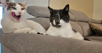 dellia pet sitter à MARSEILLE 13 13013_2