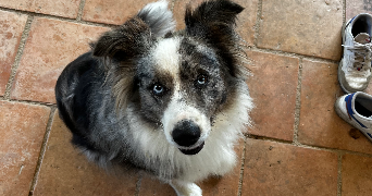 elsa pet sitter à PINSAGUEL 31120_6