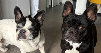 sophie pet sitter à NICE 06000_8