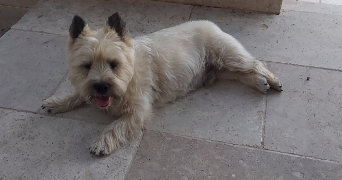 ludivine pet sitter à Fontvieille 13990_1