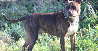 marie-line pet sitter à NOYANT DE TOURAINE 37800_17