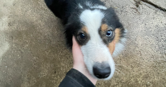 elysa pet sitter à HEROUVILLE ST CLAIR 14200_2