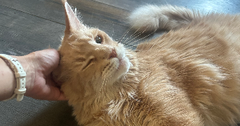nelly pet sitter à ST PRIEST 69800_7