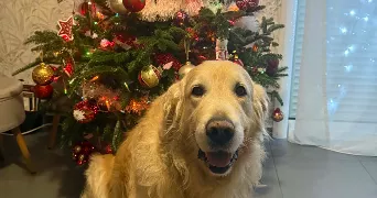 charlette pet sitter à DUNES 82340